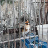 سهره ماده رام رام