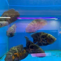 ماهی گوشت خوار و گیاه خوار