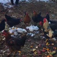 مرغ خانگی تخم گذار