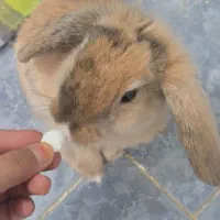 خرگوش