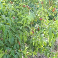 باغچه ۱۵۰۰ متری در گل تپه ورامین