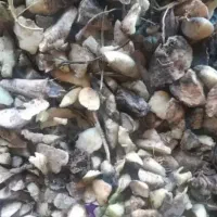 تفاله چغندر