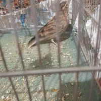 سهره خاکی|پرنده|ساوه, |دیوار