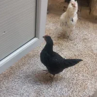 دو عدد تخم گذار با یک عدد خروس