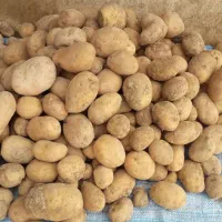 سیب زمینی جلی