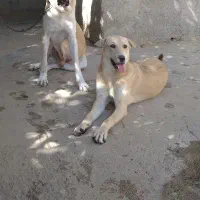 سگ نگهبان ماده پژدر
