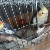 عروس هلندی|پرنده|زابل, |دیوار