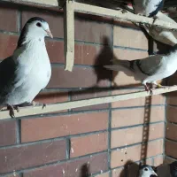 کبوتر|پرنده|قم, مسجد امام حسن|دیوار