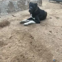 سگ گله نگهبان