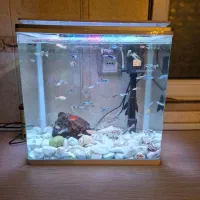 اکواریوم|ماهی|ری, دولت‌آباد|دیوار