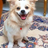 سگ خونگی خوشگل و زیبا