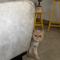 گربه‌ گمشده|حیوانات|تهران, شهرک غرب|دیوار