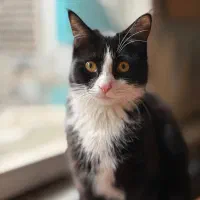 واگذاری رایگان گربه