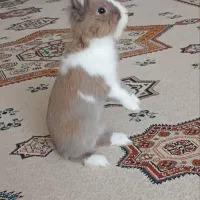 حیوان خانگی