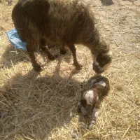 میش و بره|حیوانات مزرعه|دورود, |دیوار