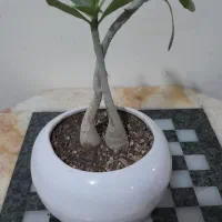 گیاه ادنیوم