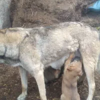 سگ ماده سرابی واگذاری