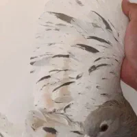 کبوتر چپ|پرنده|نیشابور, هفده شهریور|دیوار