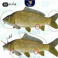 مشاور پرورش ماهی رایگان
