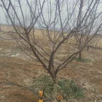 هرس درختان میوه و انگور