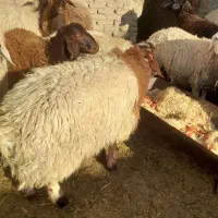 اگهی سرقت وکلاه برداری ۹راس بره|حیوانات|یزد, |دیوار