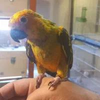 جوجه طوطی خورشیدی فول دستی