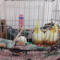 عروس هلندی|پرنده|شوش, |دیوار