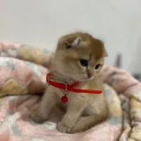 گربه اسکاتیش|گربه|کرمانشاه, |دیوار