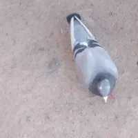 کفتر|پرنده|کرمان, |دیوار