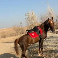 نریان 3ساله نژاد دار کرد