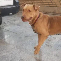 سگ پیتبول|سگ|قرچک, شهرک صنعتی قرچک|دیوار