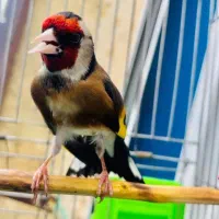 چاقو هشت دنده اصل افغان سهره