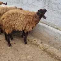 کارگرساده برای دامداری