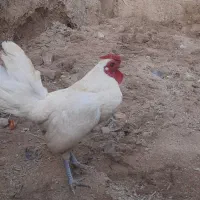 خروس|حیوانات مزرعه|انزل, |دیوار