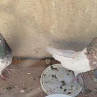 یک جفت کفتر کله سبز و کله هفت رنگ.|پرنده|مشهد, رستگار|دیوار