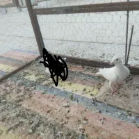 کبوتر فروشی