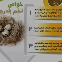 تخم بلدرچین|خوردنی و آشامیدنی|قم, قلعه کامکار|دیوار