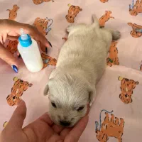 سگ شیتزو فوری