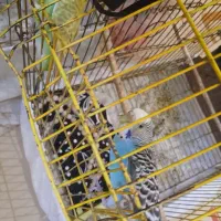 مرغ عشق|پرنده|ایذه, |دیوار