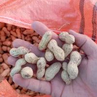 فروش بادام زمینی گلی درجه یک ق98ت|عمدهفروشی|اصلاندوز, |دیوار