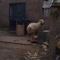 بره سنجابی قوچ میش|حیوانات مزرعه|کرمان, |دیوار