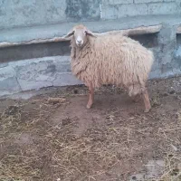 ۱عدد توغلی اوتاغ ۲۲میلیون