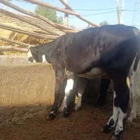 گاو گوساله|حیوانات مزرعه|شیراز, رحمت‌آباد|دیوار