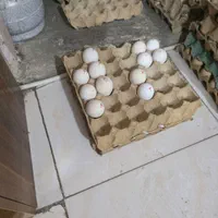 تخم نطفه دار بوقلمون برنز انگلیسی سینه پهن|حیوانات مزرعه|مشهد, توس (بلوار توس)|دیوار