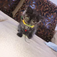 گربه اسکاتیش مو بلند