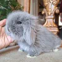 خرگوش های مینی لوپ نژادهای مختلف لوپی لوپ|موش و خرگوش|تهران, فرمانیه|دیوار