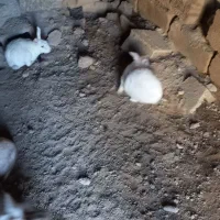 باسلام ۳۰عددخرگوش نرماده به فروش می‌رسد