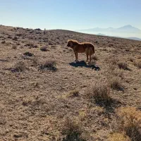 سگ نژاد قدیم شاهسون