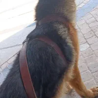 واگذاری دو قلاده سگ ژرمن  خالص شولاین و|سگ|شیراز, قدوسی غربی|دیوار