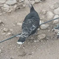 بوقلمون|حیوانات مزرعه|لیکک, |دیوار